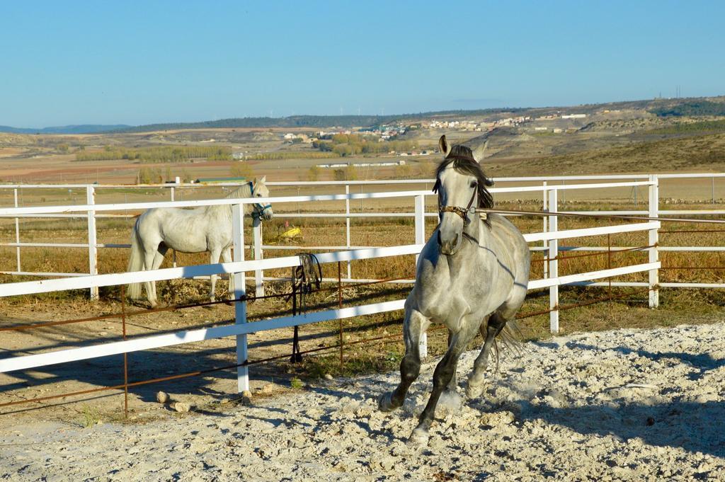 Rural Reillo Alojamientos Rurales Экстерьер фото