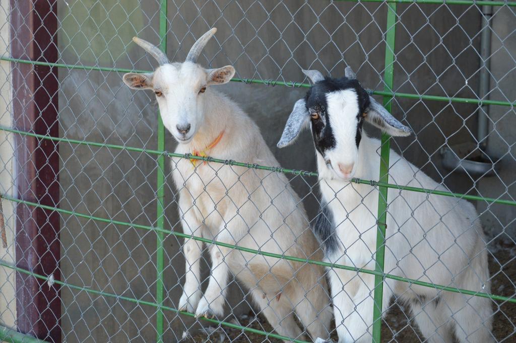 Rural Reillo Alojamientos Rurales Экстерьер фото